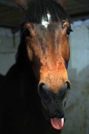 Horse protrude thoung の写真素材