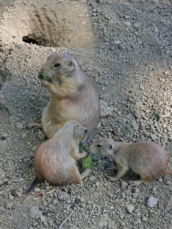 Marmot family at lunchの写真素材