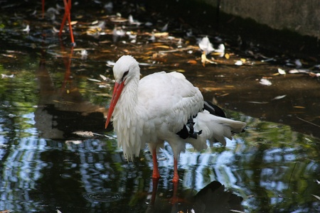 Heron at the zoo stand in water の写真素材