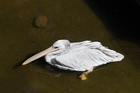 White pelican floats の写真素材