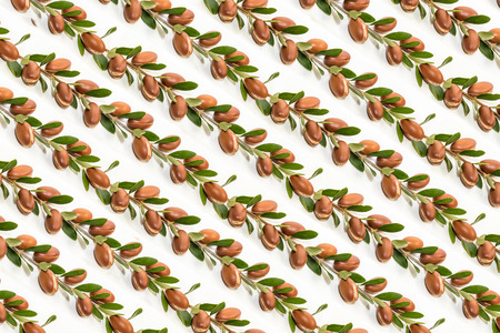 Argan backgroundの写真素材