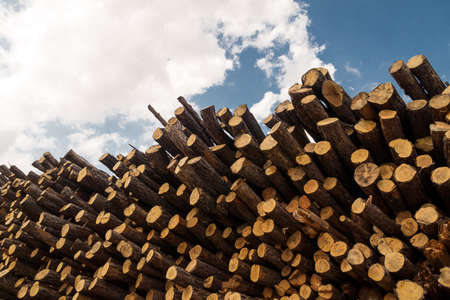Tree trunks stackedの写真素材