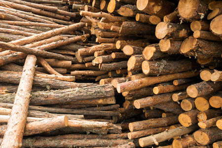Tree trunks stacked
