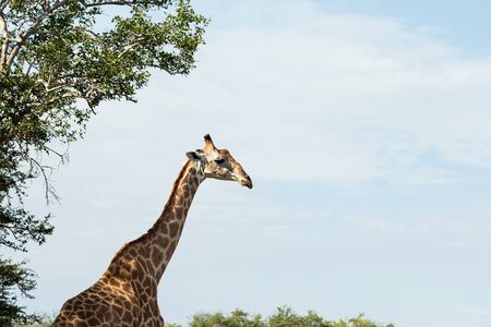 Giraffe in the savannaの写真素材