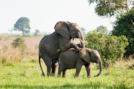 Elephants mating in the African savannaの写真素材
