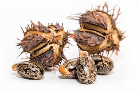 Ricinus oil and seeds on white background
