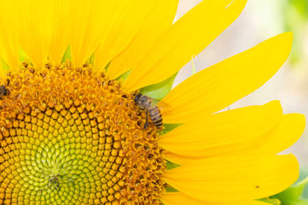 sunflowers and honey bees togetherのeditorial素材