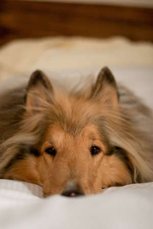 Collie Lying Downの写真素材