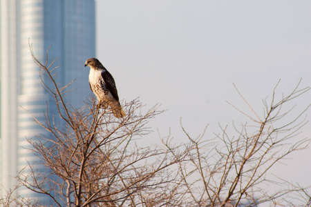 Hawk With Chicago Skylineの写真素材