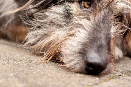 Irish Houndの写真素材