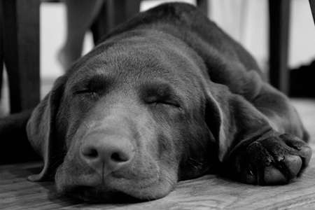 Sleeping Labrador Puppyの写真素材