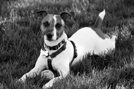 Attentive Jack Russell with Ballの写真素材