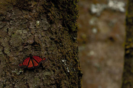 Single Monarch Butterfly On Tree