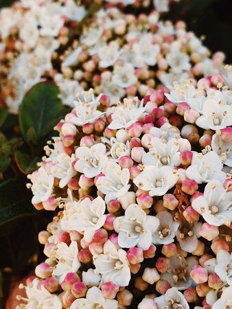 Beautiful flowers backgroundの写真素材