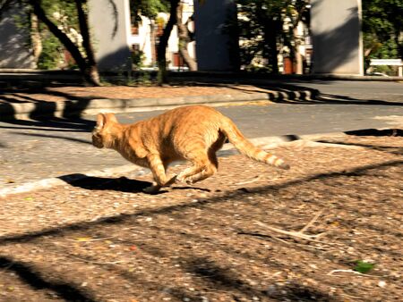 CAT RUNNING AWAY IN THE PARKの写真素材