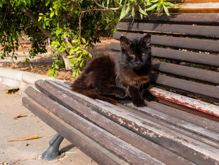 THE CAT HAS JUST AWAKENの写真素材