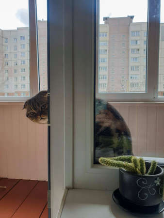 A CAT WITH A SERIOUS FACE IS BEHIND THE WINDOWの写真素材