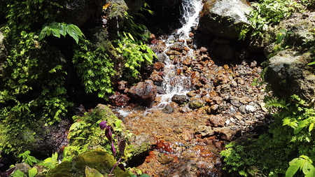 Spring flows in the jungle