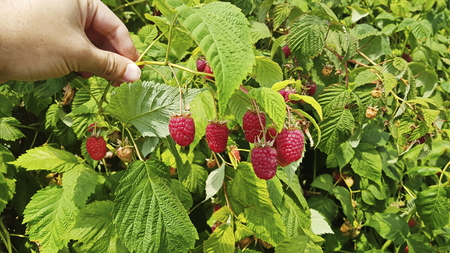 Guy holding a Raspberry sprigの写真素材