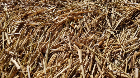 Pile of dry, golden-brown straw scattered in a disorganized manner. The texture is rough, with...