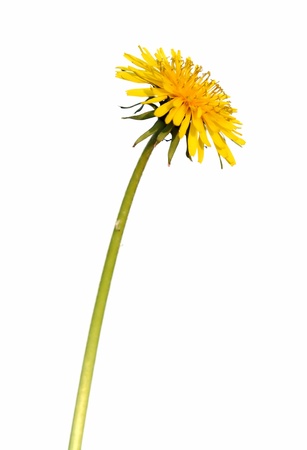 Dandelion s yellow flower with pedicle, isolated on whiteの写真素材