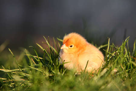 The cuty yellow Chicken on the grassの写真素材