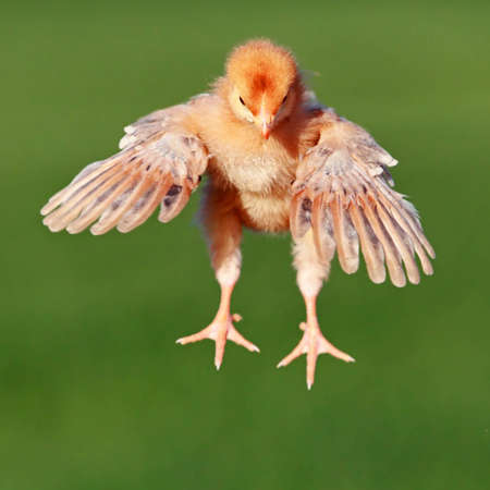 The young yellow flying chicken in the fly の写真素材