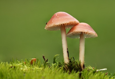 two nice mushroom in moss with green background の写真素材