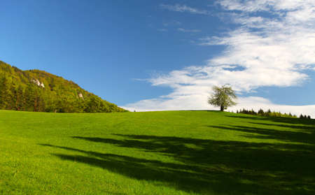 Beautiful view of the green landscape with treeの写真素材