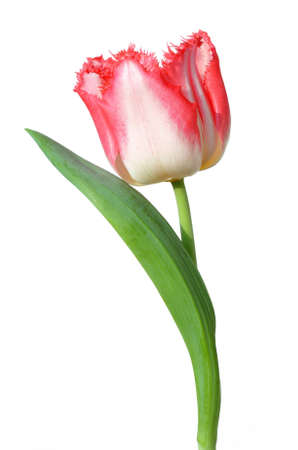 Red - pink  tulip isolated on white backgroundの写真素材