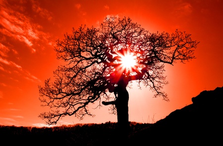 The old oak in the sunset with the sunの写真素材