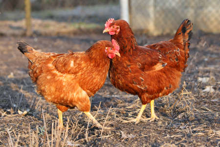 The two hens in the spring nature の写真素材