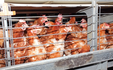 The eggs chicken farm in the modern factoryの写真素材