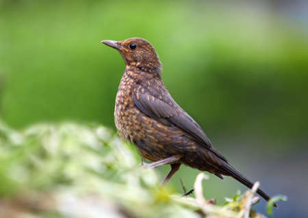Eurasian Blackbird - female Turdus merula in natureの写真素材