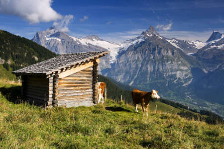 Swiss cow with large hills in the backgroundの写真素材