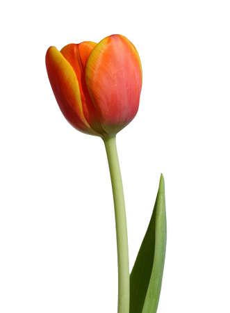 Orange - Yellow tulip - Isolated on white backgroundの写真素材