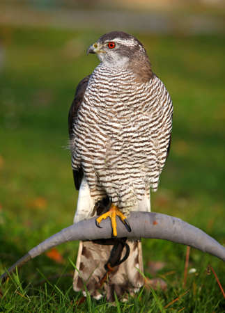 The portrait of Northern Goshawk, Accipiter gentilisの写真素材