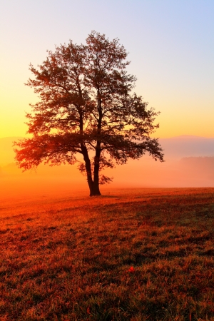 Alone tree on meadow at sunset with sun and mist - panoramaの写真素材