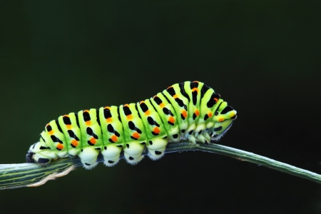 Green caterpillar - papilio machaonの写真素材