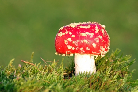 Red toadstoolの写真素材