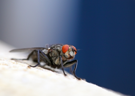 Housefly - Sarcophaga carnaria