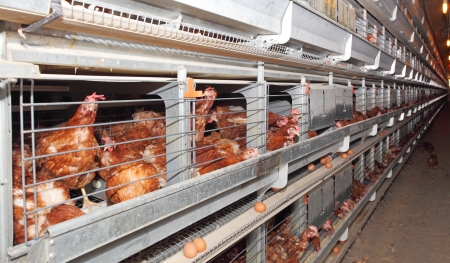 Chicken farmの写真素材