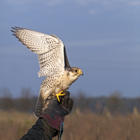 White Falco cherrug startsの写真素材