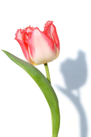 Pink tulipの写真素材