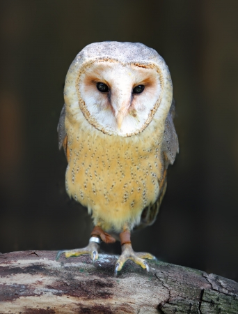 Barn - Tyto alba - owl posing on branchの写真素材