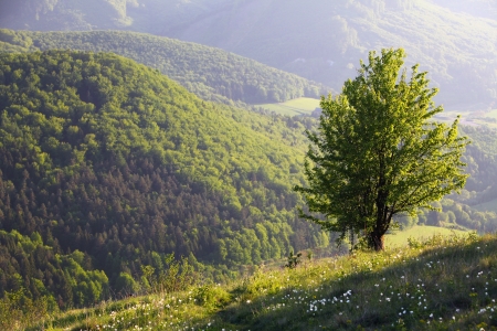 Alone tree in mountainの写真素材