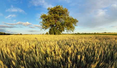 alone oak tree standing in the wheat fieldの写真素材