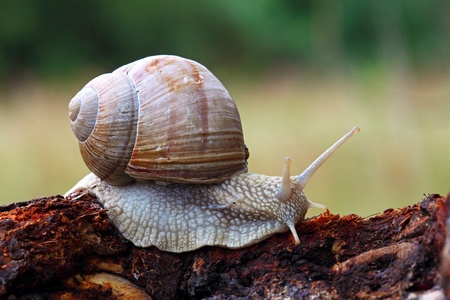 Snail in natureの写真素材