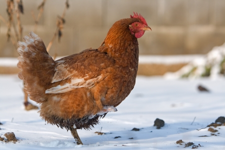 Hen in winter - farm birdの写真素材