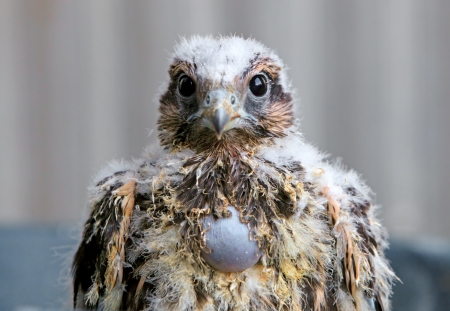 Young Falcon - Falco cherrugの写真素材